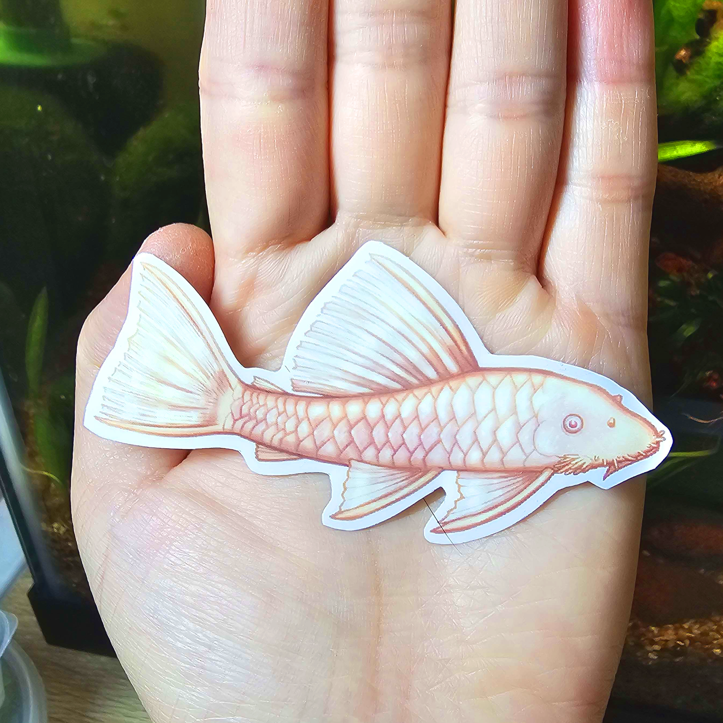 Albino Bristlenose Pleco Sticker