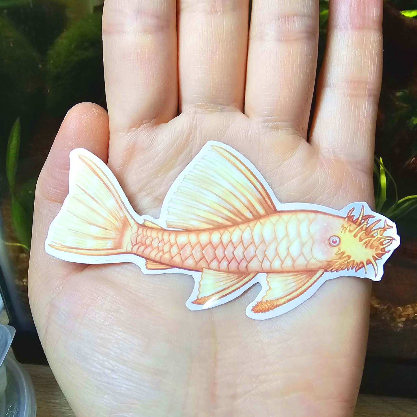 Albino Bristlenose Pleco Sticker