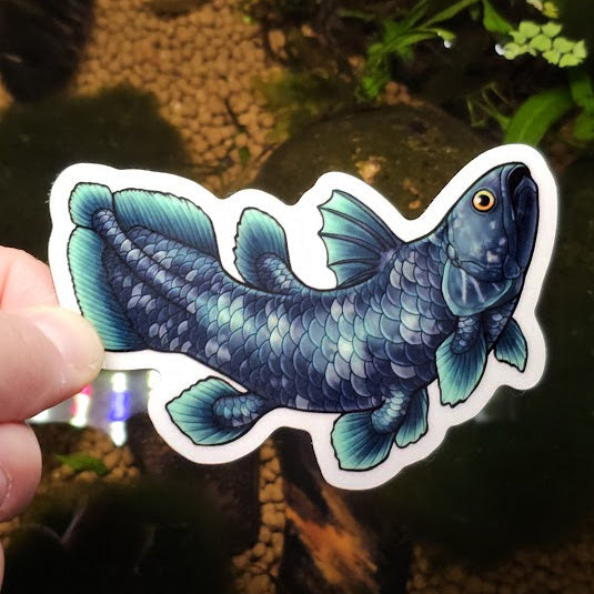 Glow in the Dark Coelacanth