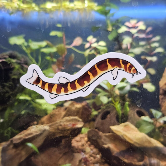 Kuhli Loach Sticker