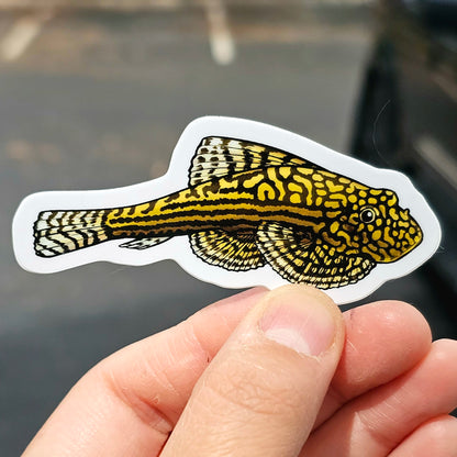 Reticulated Hillstream Loach