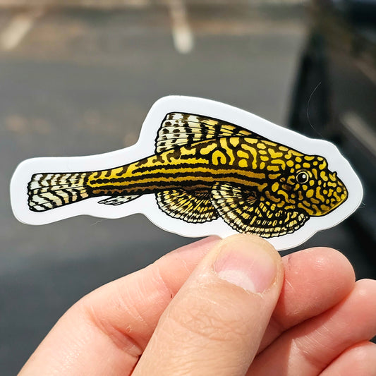 Reticulated Hillstream Loach Sticker