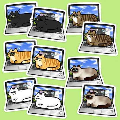 Laptop Cats