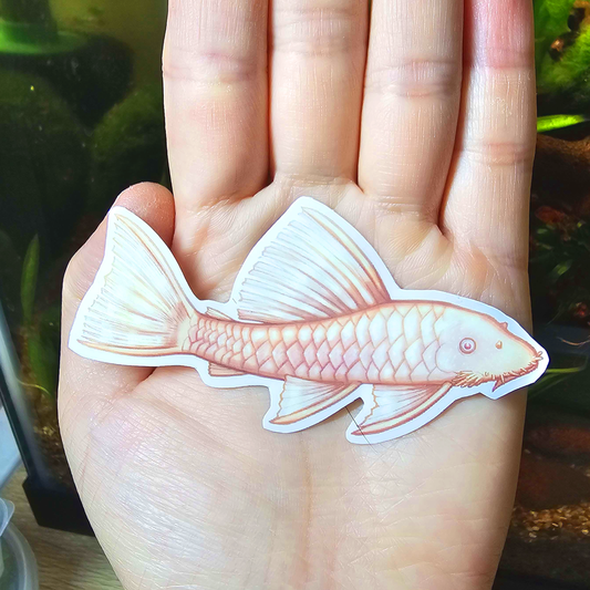 Albino Bristlenose Pleco Sticker