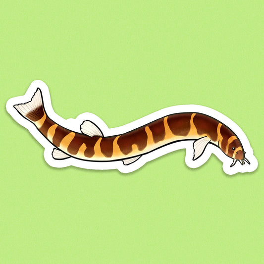 Kuhli Loach Sticker