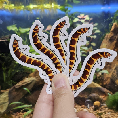 Kuhli Loach Sticker