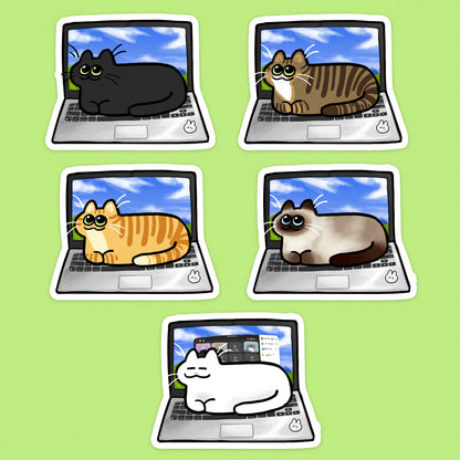 Laptop Cats