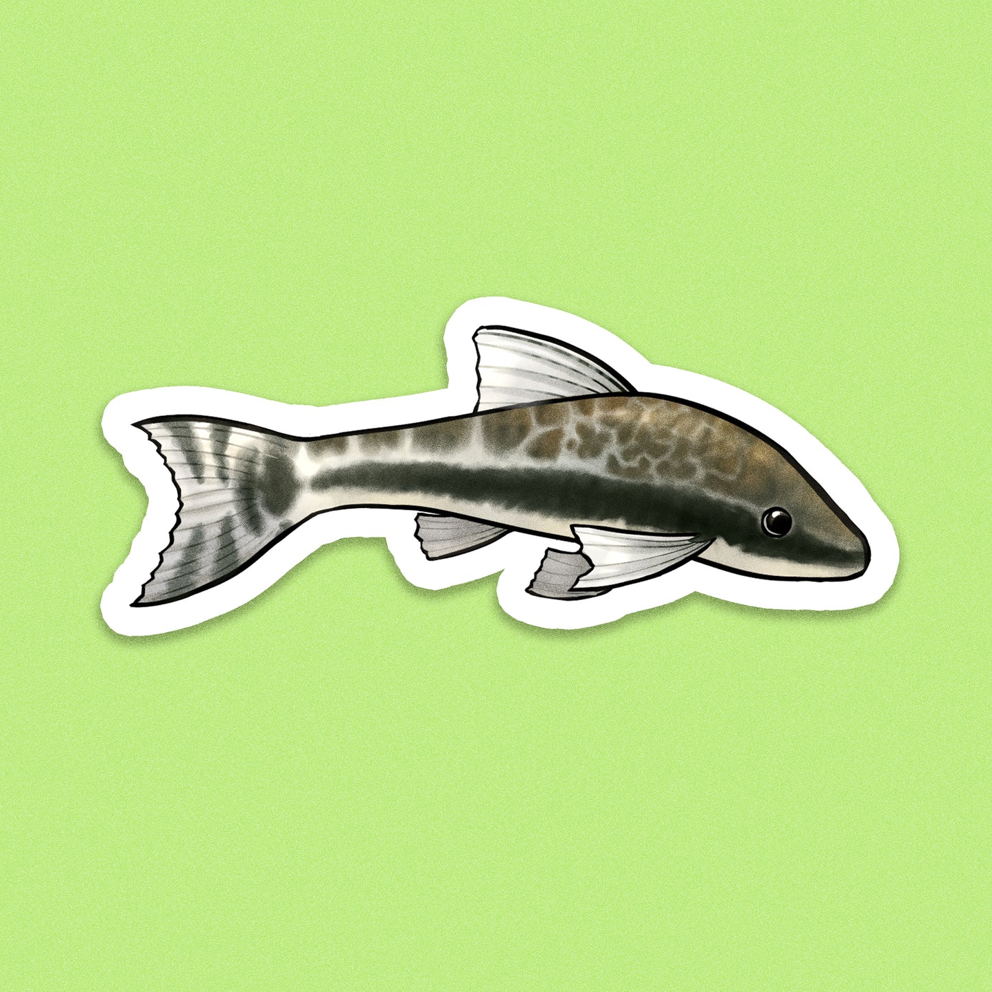 Otocinclus Catfish
